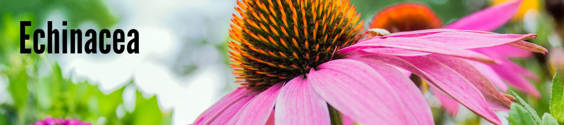 The beauty of Echinacea doesn’t only lie in the flower