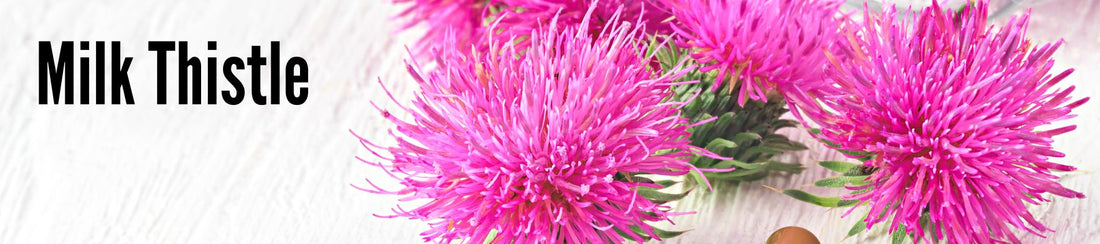 The Miracle Of Milk Thistle